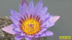 [�¸���]������Ǩ�������ʩ��ɽ��ֲˮ����ź������ǧ����