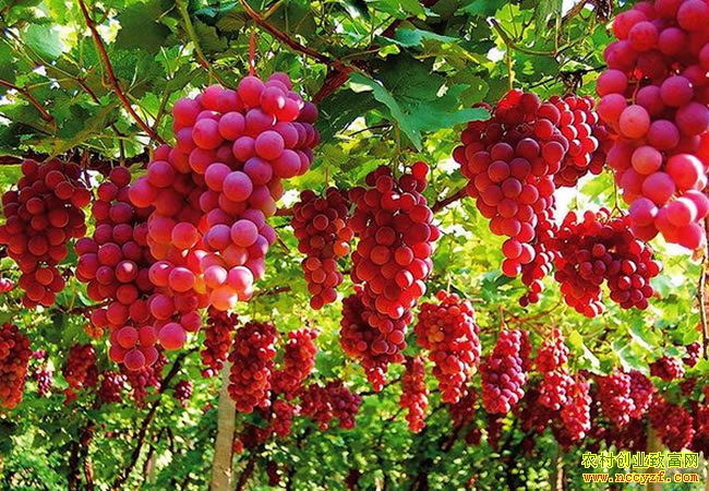 ��ʮĶ����ֻ�������Ϊ��������Ԫ��