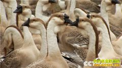 [�¸���]�㶫��ƽ������ϱ������ɺ���ֶ� ���С��衱��ǧ��Ƹ�