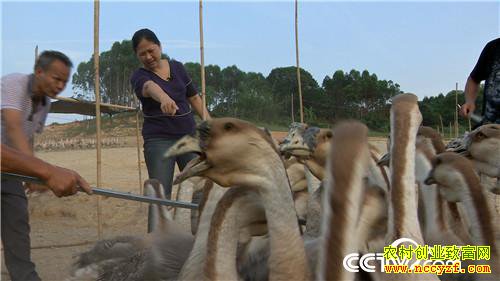 [�¸���]����ϱ�����ֶ� ���С��衱��ǧ��� 20180807 