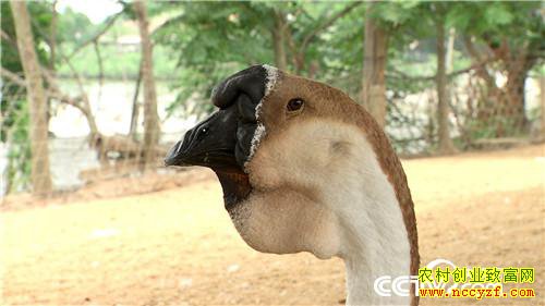 [�¸���]����ϱ�����ֶ� ���С��衱��ǧ��� 20180807 