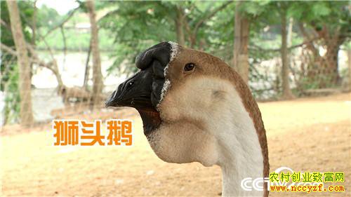 [�¸���]����ϱ�����ֶ� ���С��衱��ǧ��� 20180807 