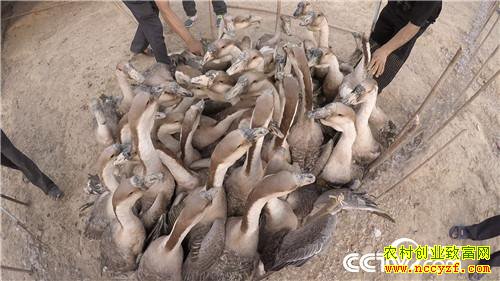 [�¸���]����ϱ�����ֶ� ���С��衱��ǧ��� 20180807 