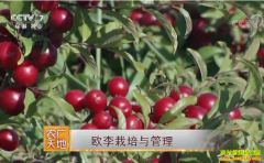 [ũ�����]ŷ����ֲ������Ƶ