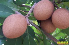 [ũ�����]���Ĺ���ֲ������Ƶ