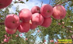 [ũ�����]ƻ������һ�廯����ģʽ