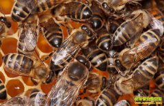 �㽭���½���ľ��������60�������¸�·