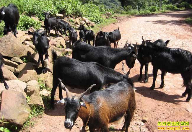 �Ĵ���������������ֳ��ɽ����������������5���