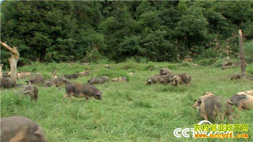 [�¸���]�����ְ���ʱ���������Ⱥ������һ������800��