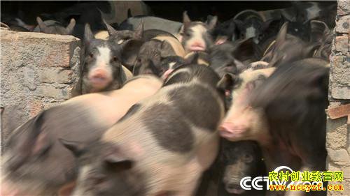 [�¸���]�����ְ���ʱ���������Ⱥ������һ������800��