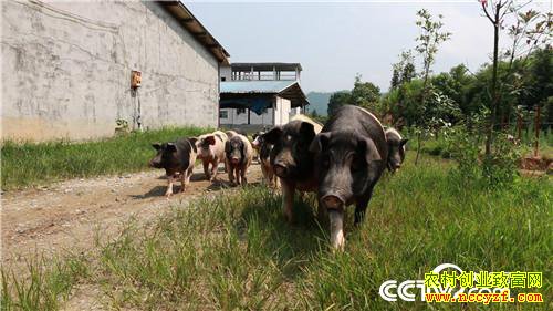 �����ְ��ز���Ⱥ44���ٴ�ҵ��ֳ�ְ���������800��