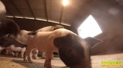 [�¸���]�����ְ���ʱ���������Ⱥ������һ������800��