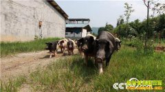 �����ְ��ز���Ⱥ44���ٴ�ҵ��ֳ�ְ���������800��