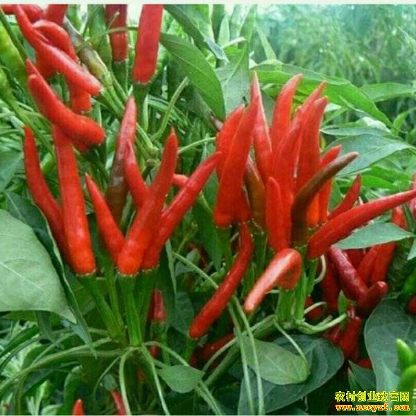 8��13���������飺���������ӣ������