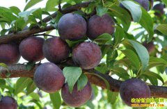 �Ĵ������й�ɽ��ũ����ֲ������ɡ�ҡǮ�� ��