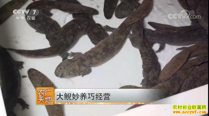 [ũ�����]���������ɾ�Ӫ �������˹���ֳ������Ƶ