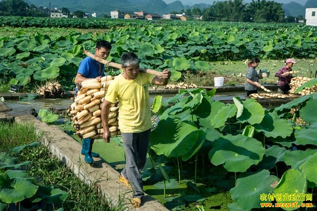 ������ź���й�Ӧ���� ��ź�۸�����