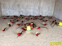 ���ɹ��Ա��գ�����������ʳ�ü��ݻ����� �۸񻥲�����15��