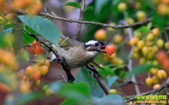 ��԰���������ù�԰����� �⼸�зǳ�����