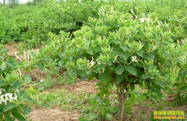 ɽ�����ƴ���¥�����콭��ֲ�����������¸�·