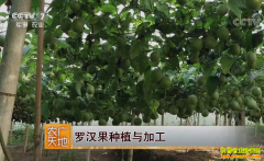 [ũ�����]�޺�����ֲ��ӹ�������Ƶ