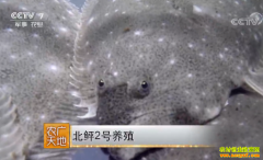 [ũ�����]����2����������ֳ������Ƶ