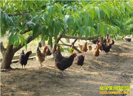 90���ѧ�������ഴ�조����ũ�����Ϻ�ũ������׼��������+��