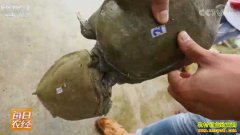 [ÿ��ũ��]ҧ�˵ļ�����ֳ�ܶ�׬Ǯ