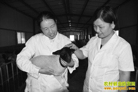 ɽ���������»��в�ҩ����Ч��� ι�����߶����⡱