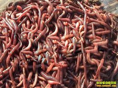 ʲôʱ�������ã��＾�����������ʱ ��������򾿴����