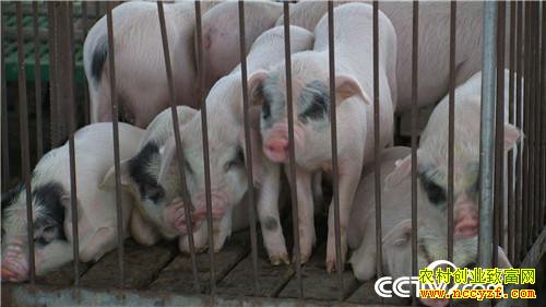 [�¸���]�����ٲ���ƽ��ֳ��è��ӭ��������׬Ǯ