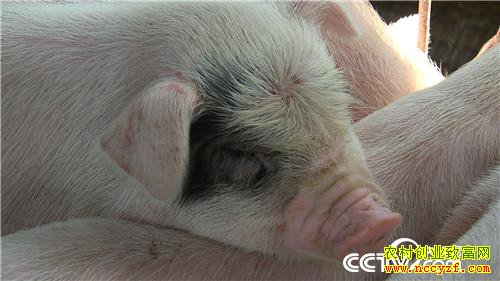 [�¸���]�����ٲ���ƽ��ֳ��è��ӭ��������׬Ǯ