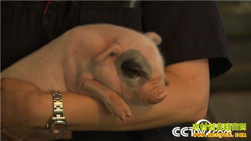 [�¸���]�����ٲ���ƽ��ֳ��è��ӭ��������׬Ǯ