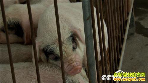 [�¸���]�����ٲ���ƽ��ֳ��è��ӭ��������׬Ǯ