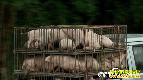 [�¸���]�����ٲ���ƽ��ֳ��è��ӭ��������׬Ǯ