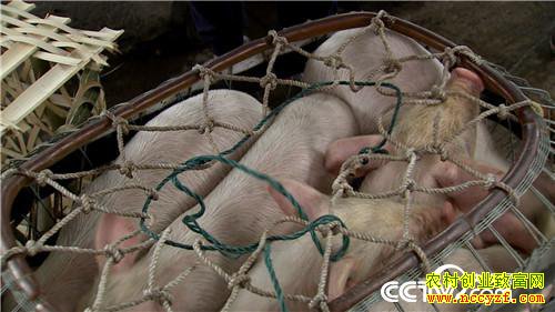 [�¸���]�����ٲ���ƽ��ֳ��è��ӭ��������׬Ǯ