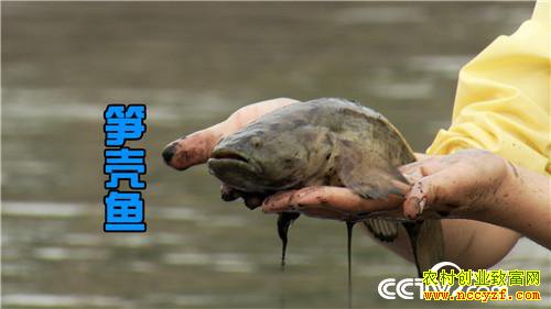 [�¸���]�㶫��ݸ�ư�ǿ������ ���˰���׬��Ǯ