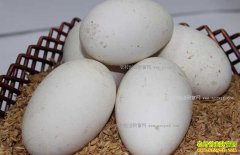 2018��8��26��ȫ�����¶쵰�۸������ȶ�