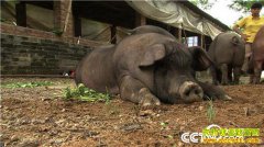 [�¸���]����7��� ���������µ� �㶫�����躣������ȴ׬��Ǯ