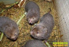 �Ĵ�������С�����紴ҵ���ն�����������׬Ǯ