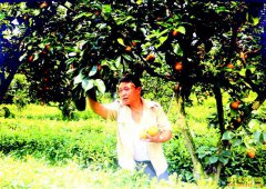 �Ĵ�������ïƽ��԰���ֻƻ���Ч���