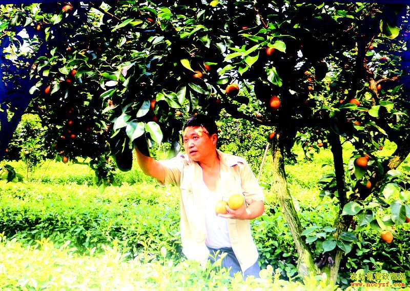 �Ĵ�������ïƽ��԰���ֻƻ���Ч���