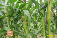 [ÿ��ũ��]��ֲ����С����һĶ�ؾ�׬4000Ԫ