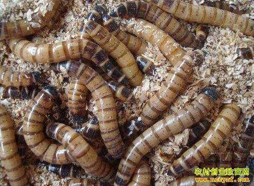 ɽ����������ׯ�壺��ֳ�Ʒ۳��¸�һ��Ⱥ��