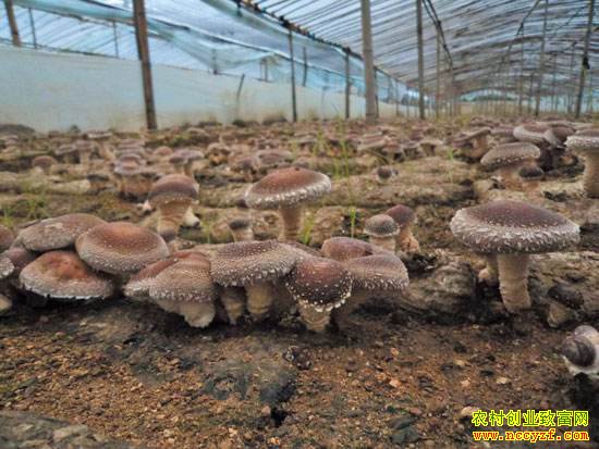 ɽ��������˸�������ֵܴ������㹽�ֳɴ��ҵ