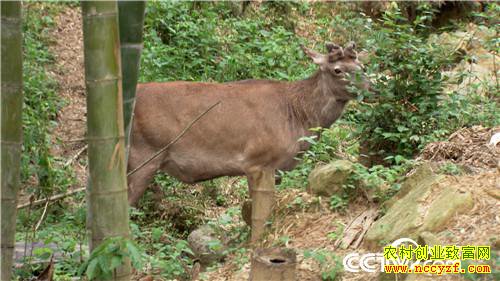 [�¸���]����Ů����ɽ��¹ һ������5000�� 20180828 