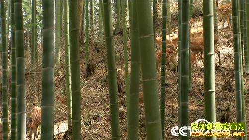 [�¸���]����Ů����ɽ��¹ һ������5000�� 20180828 