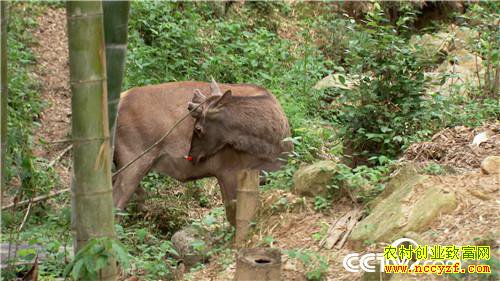 [�¸���]����Ů����ɽ��¹ һ������5000�� 20180828 