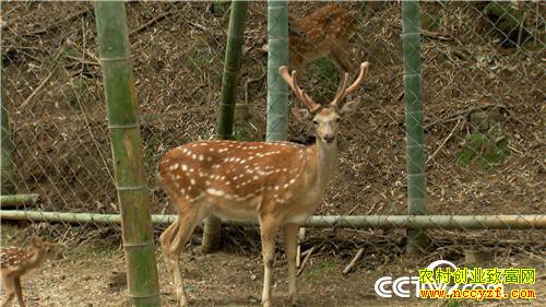 [�¸���]��ʡǱɽ����Ů����������ɽ��¹һ������5000��