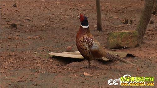 [�¸���]���ϸ���Ů����ʷ�Ҵ���ɽ������ɽ��׬��Ұ�Ƹ�